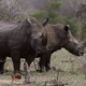 Rhinoceronces pastando en el Parque Kruger.
Denis Farrell (AP)